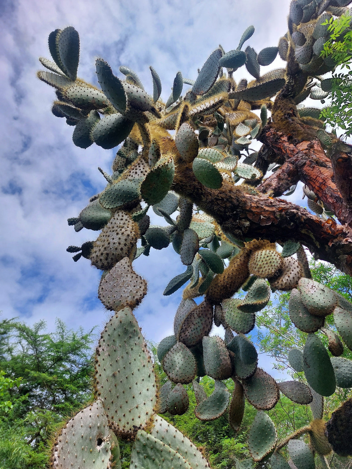 The Galapagos islands