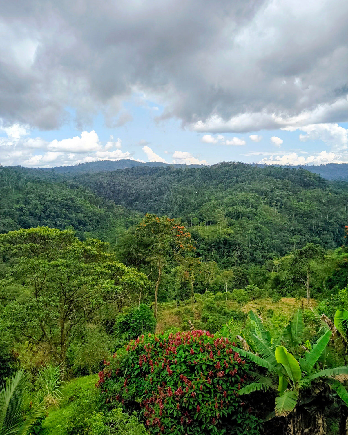 El Oriente Ecuatoriano (The Ecuadorian amazon)